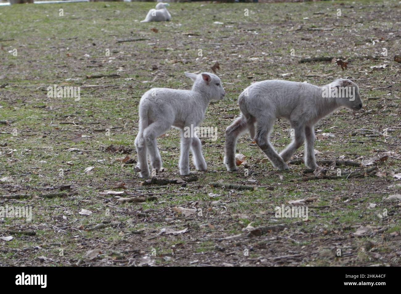 Two Kempische heath sheep lambs walk through the nature reserve together. Stock Photo