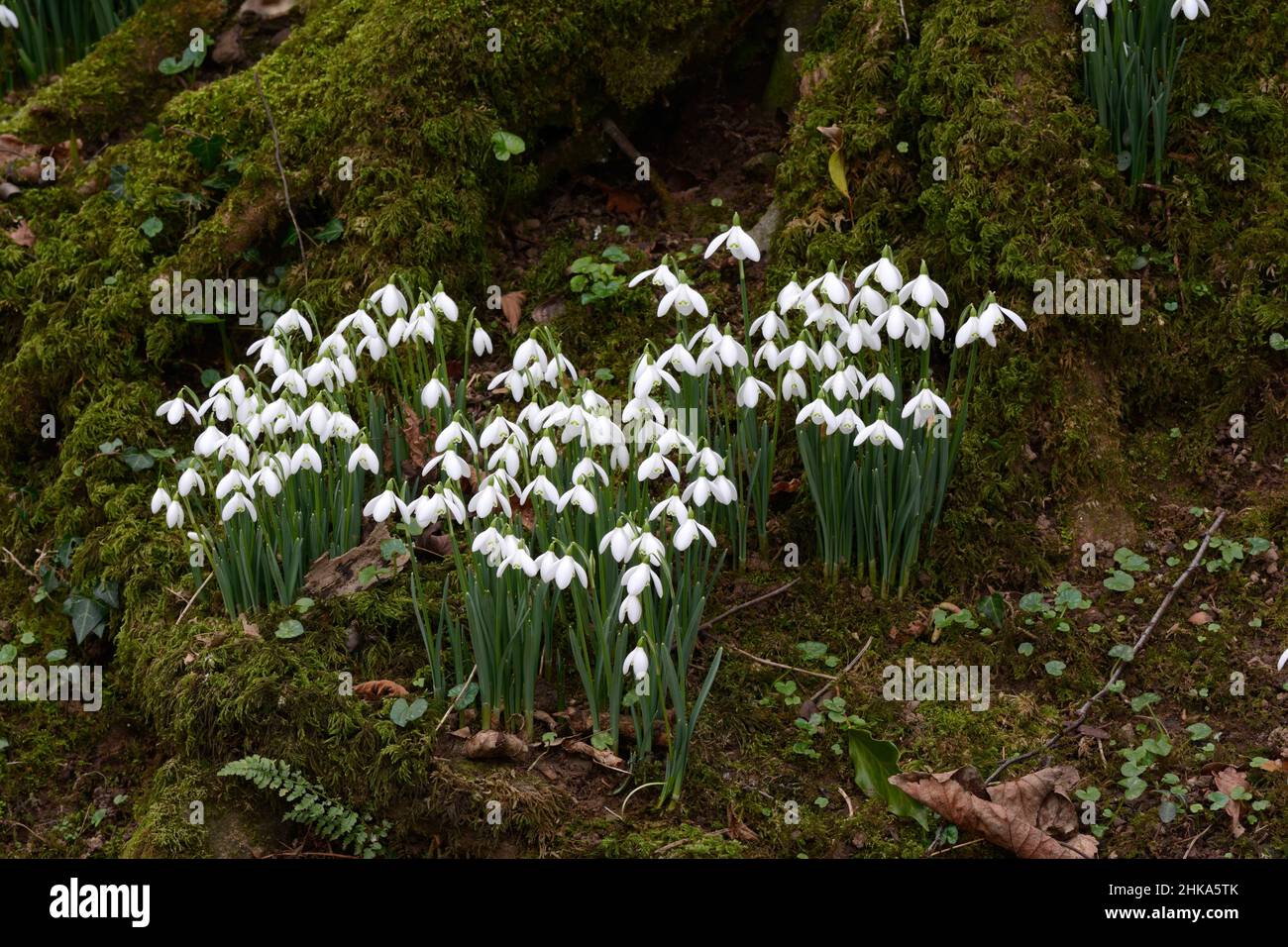 Native snowdrops Galanthus nivalis small white early spring flowers on a woodland floor Stock Photo