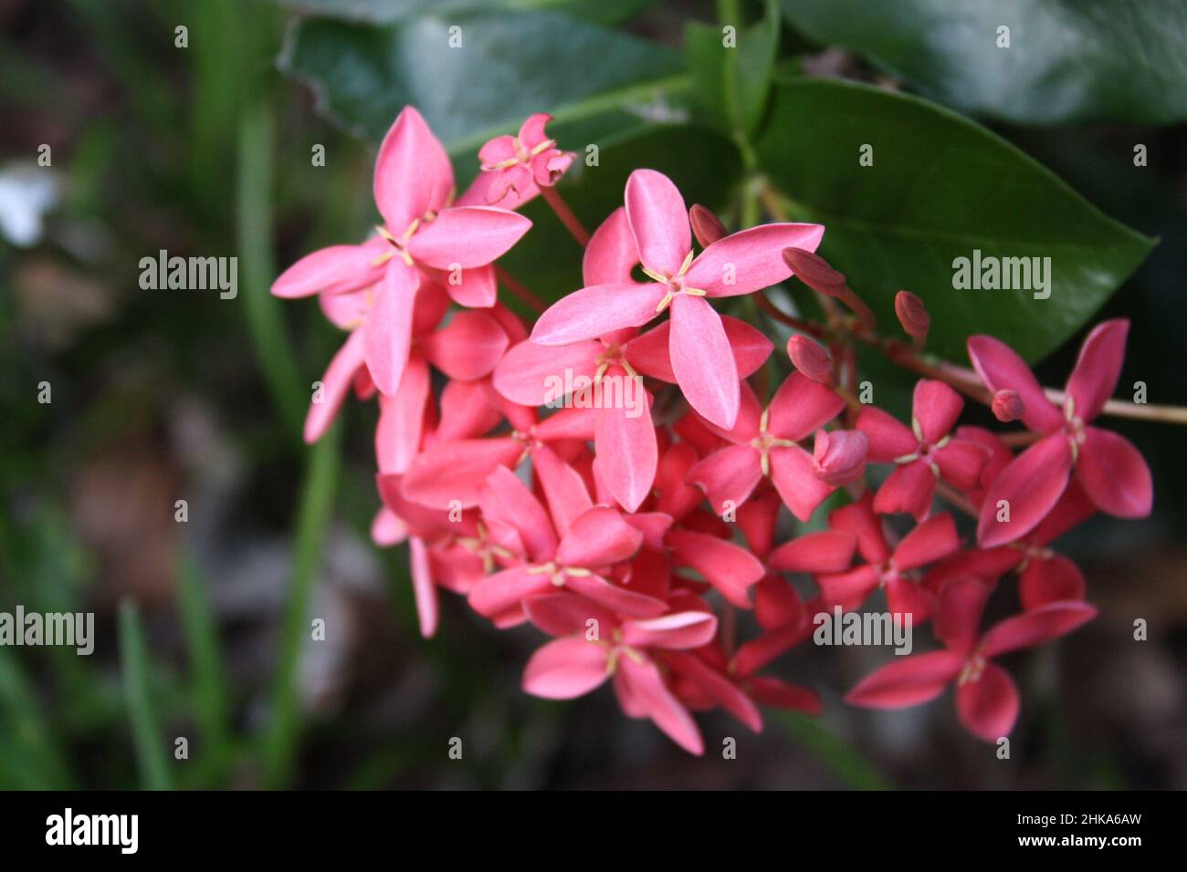 Close up of a Bunch of Beautiful Pink Flowers Stock Photo