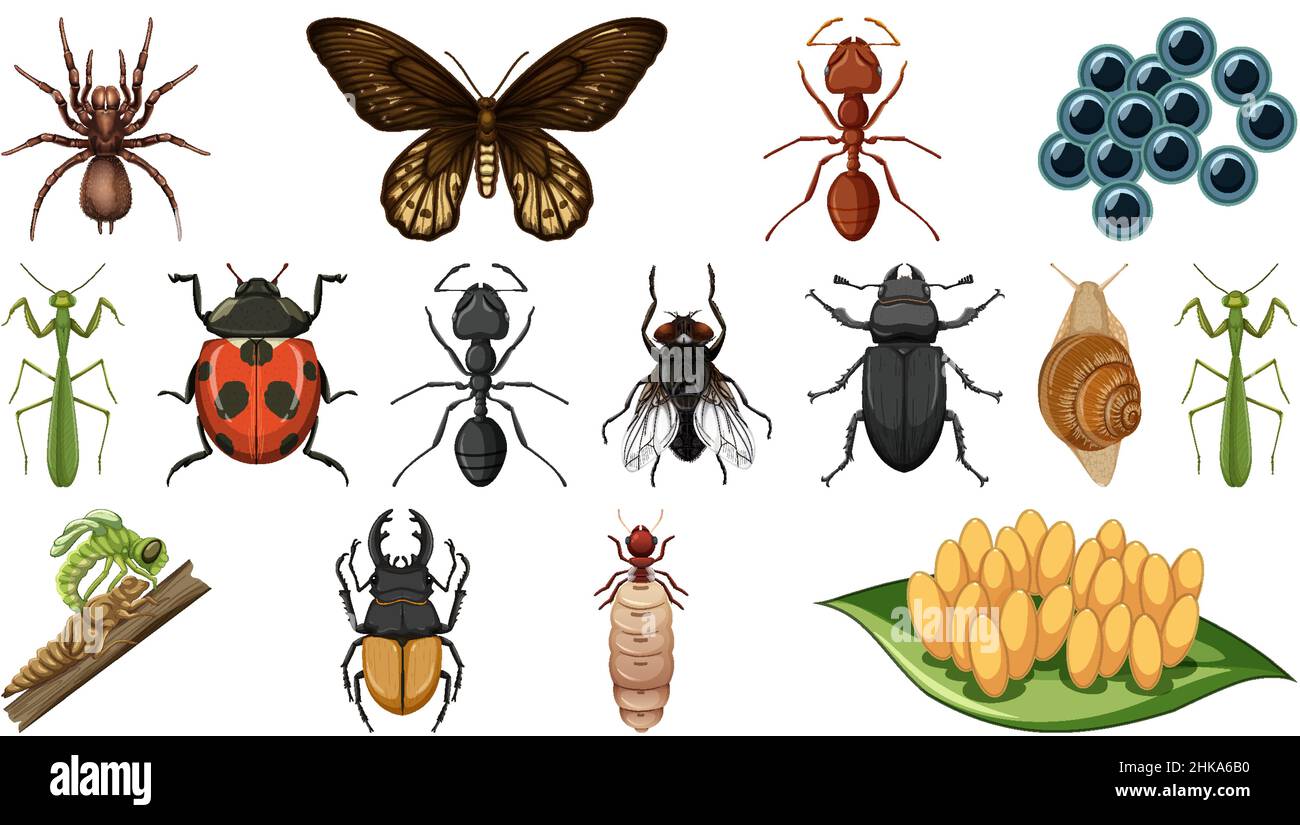 Two Different Insects Different insects collection isolated on white background illustration ...