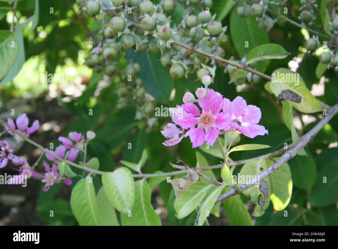 Nature of Blooming Pink Flowers in Australia Stock Photo
