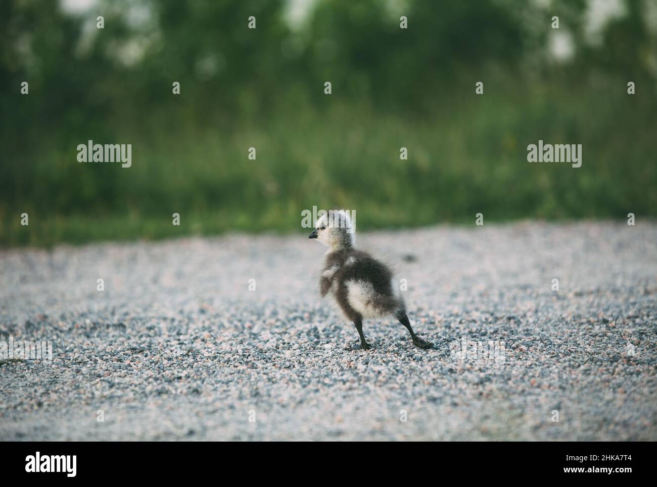 Barnacle goose gosling standing a path. Green grass in the background. Branta leucopsis. Stock Photo