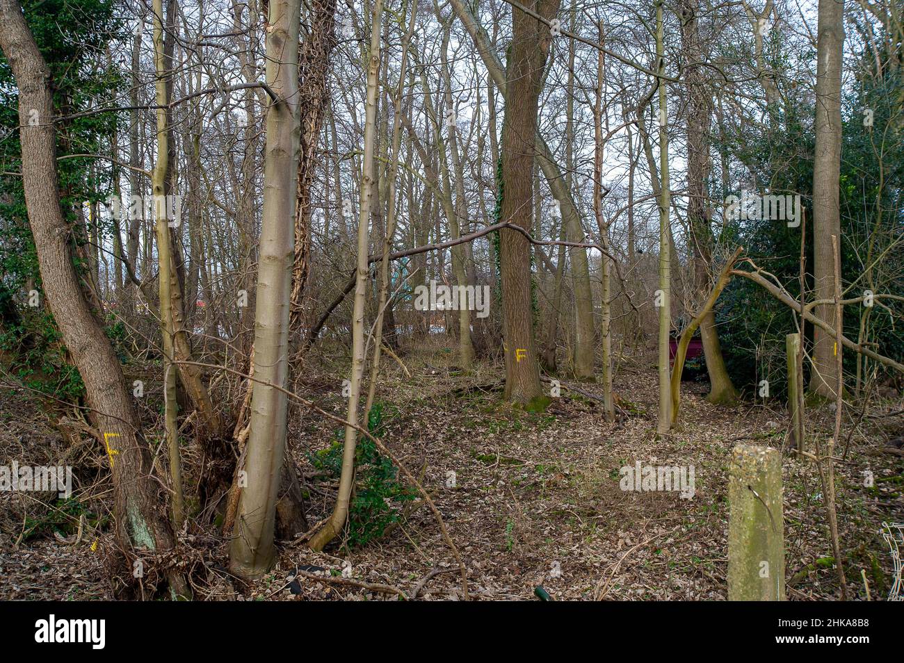 Harefield, Uxbridge, UK. 2nd February, 2022. More trees marked up for felling by HS2. The High Speed 2 rail project is having a devasting impact upon woodlands and wildlife habitats. Credit: Maureen McLean/Alamy Stock Photo
