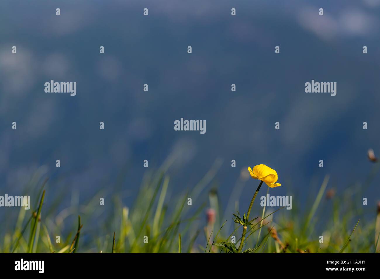 Trollius europaeus flower in mountains, close up Stock Photo
