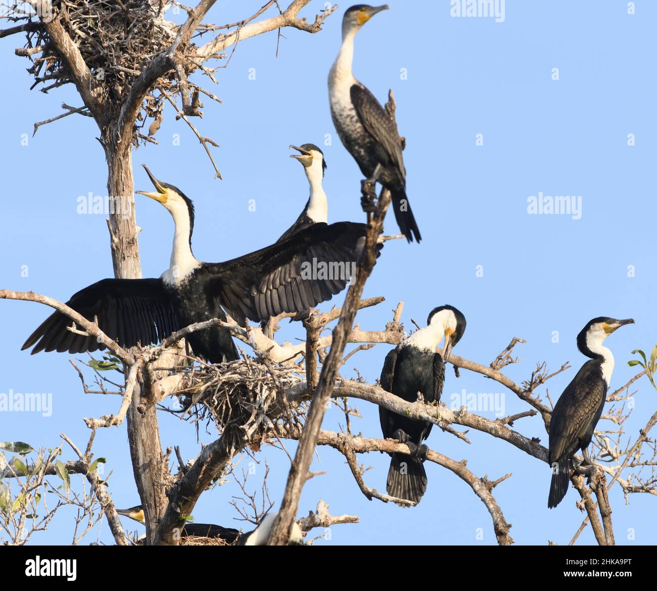 White-breasted cormorants (Phalacrocorax lucidus) at their nesting site above a creek off the Gambia River. Tendaba, The Republic of the Gambia. Stock Photo
