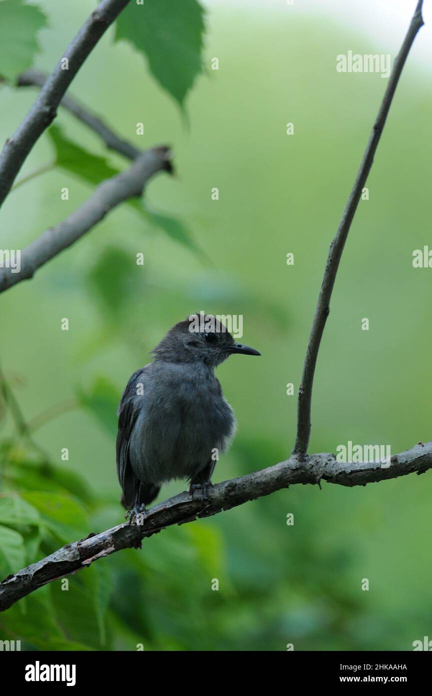 Gray Catbird on tree branch with green background Stock Photo