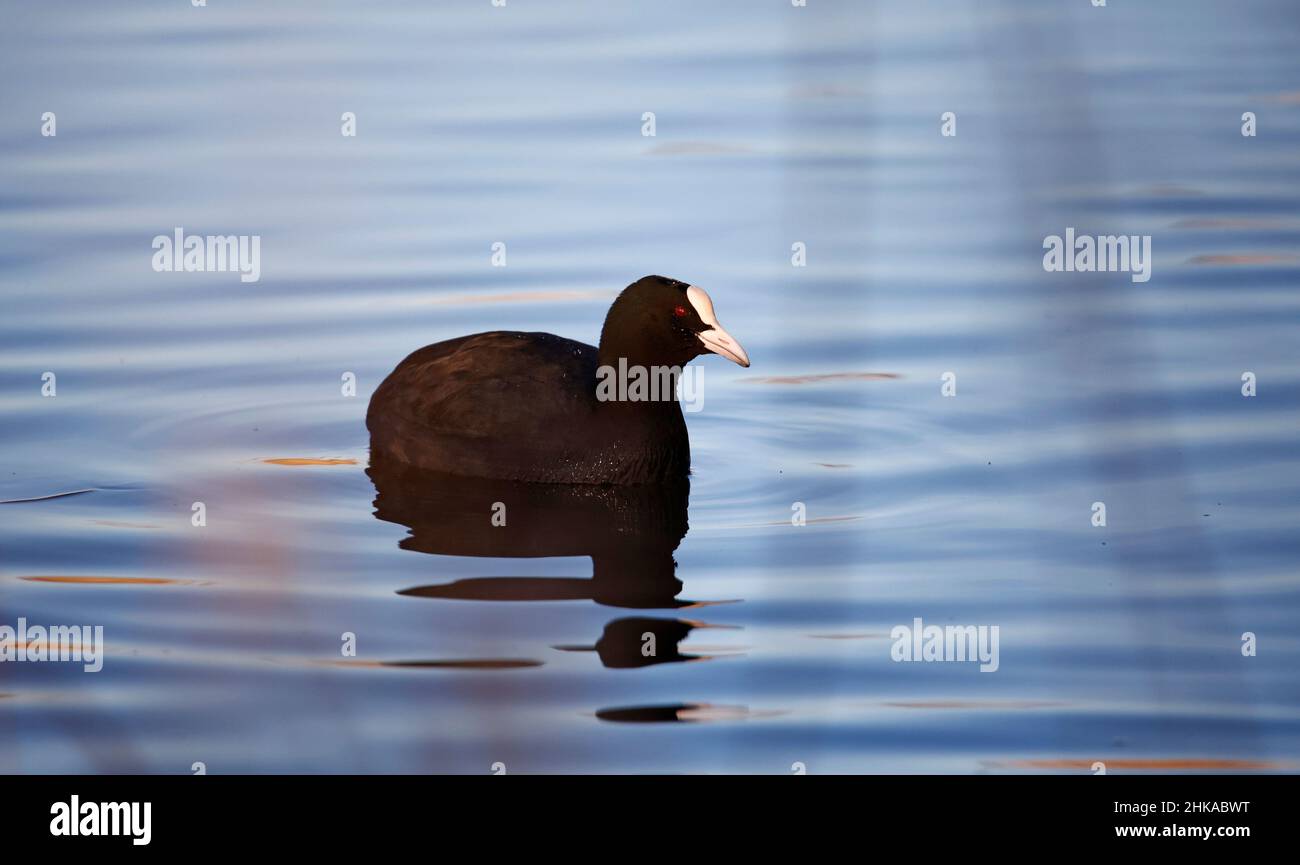 Coot swimming on a calm reflective lake in spring sunshine Stock Photo