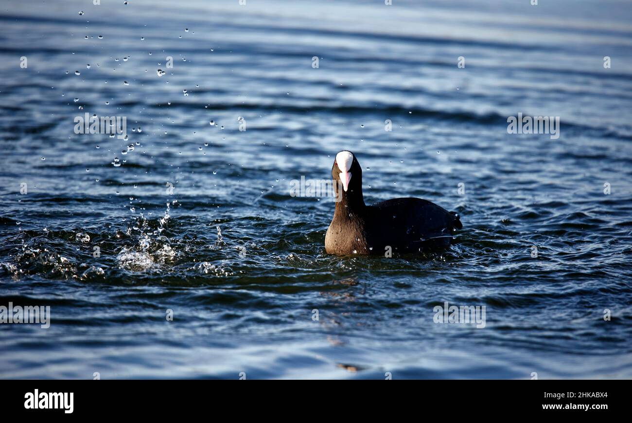 Coot swimming on a calm reflective lake in spring sunshine Stock Photo