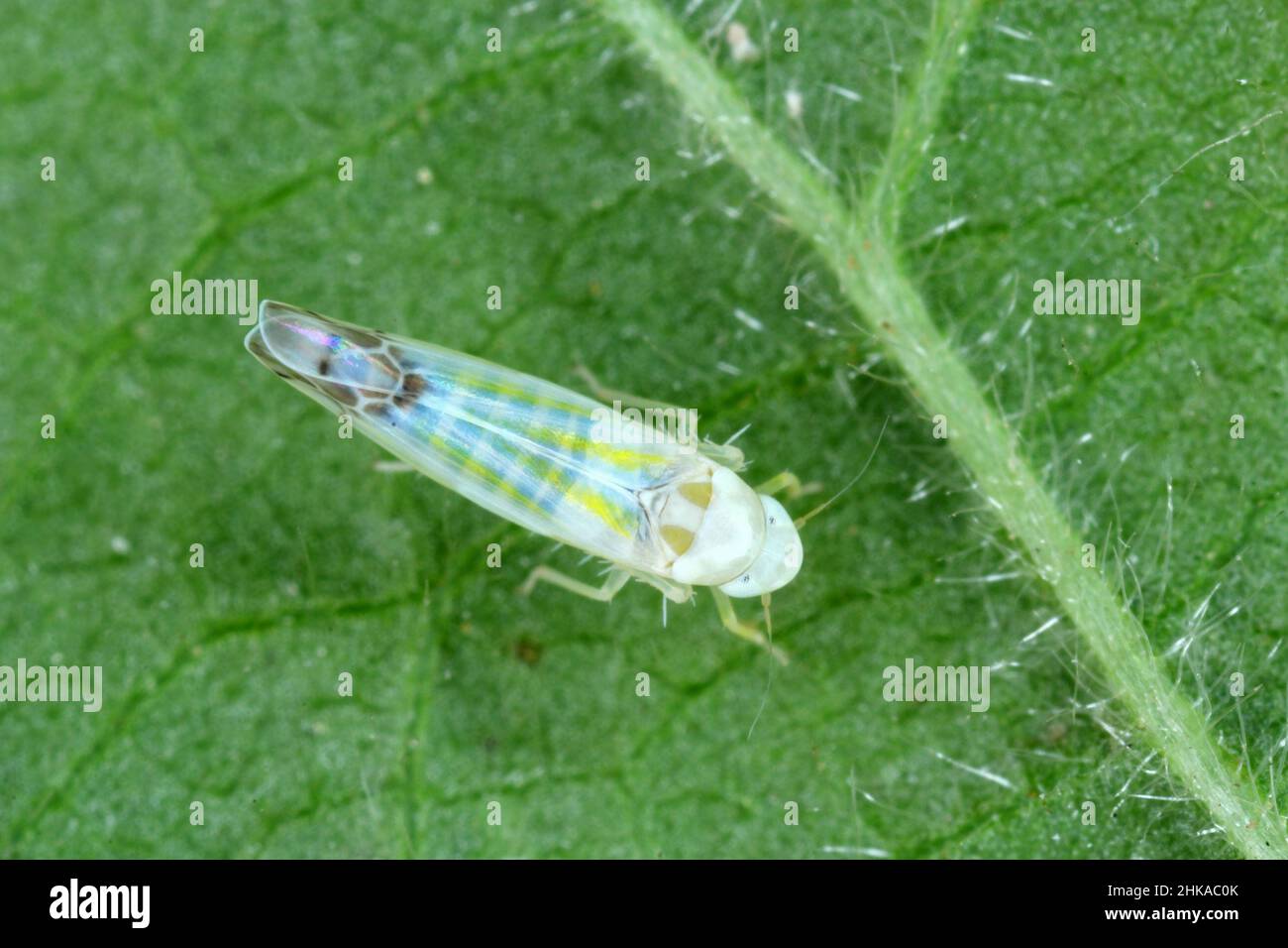 Ribautiana tenerrima leafhopper (Cicadellidae) a pest of cultivated blackberries including thornless blackberry. Stock Photo