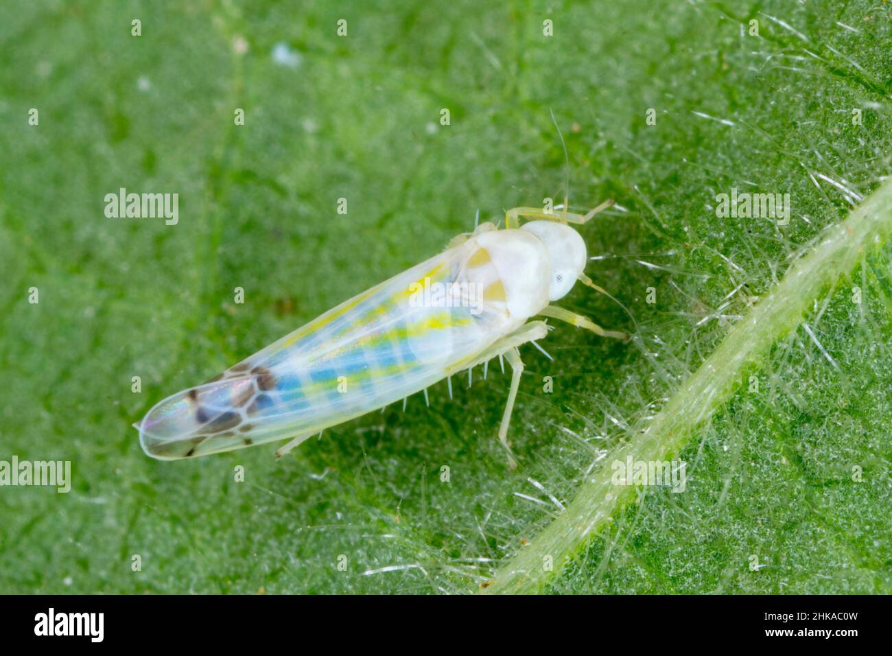 Ribautiana tenerrima leafhopper (Cicadellidae) a pest of cultivated blackberries including thornless blackberry. Stock Photo