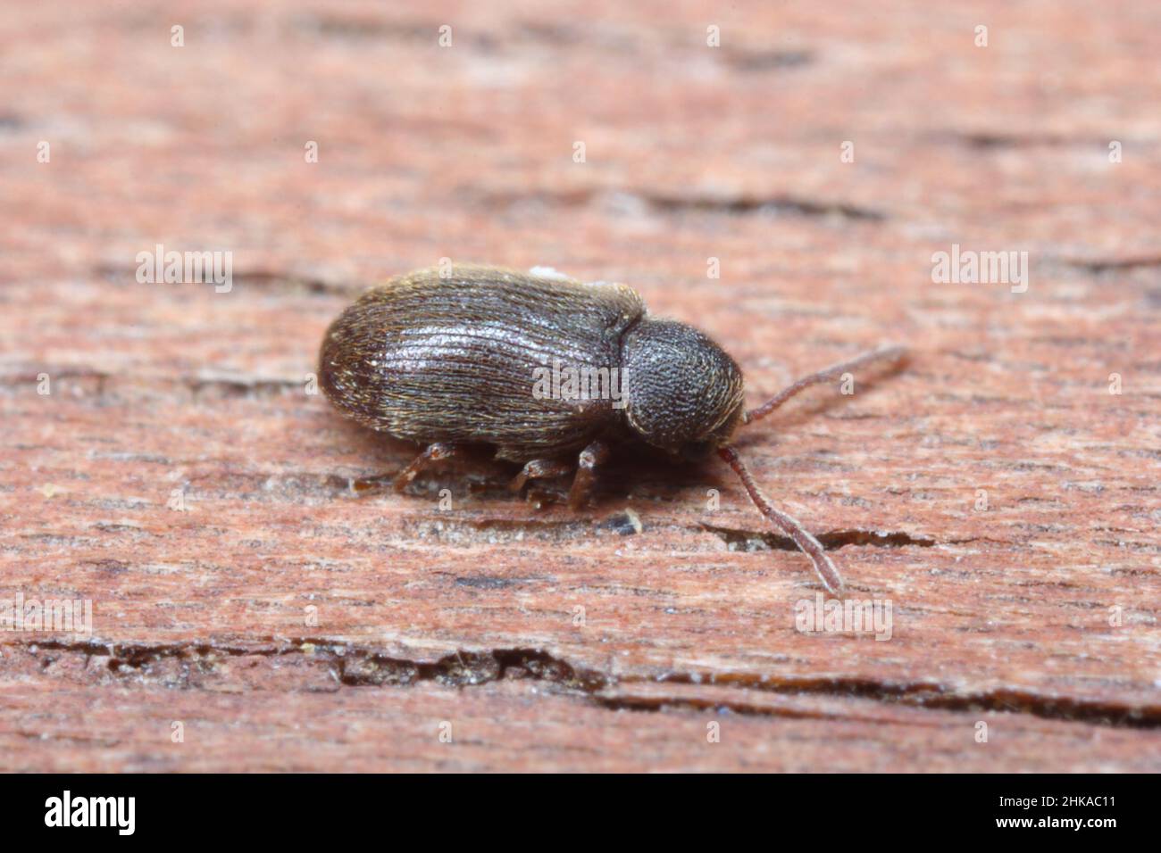 Homophthalmus rugicollis a rare beetle from the Wood borer Beetles family - Anobiidae. Stock Photo