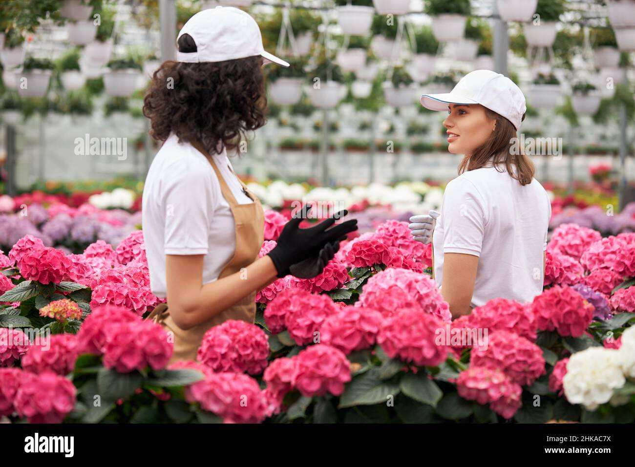 Two female florists in cap, apron and gloves cultivating colorful flowers at greenhouse. Young women working together with plants. Gardening concept. Stock Photo