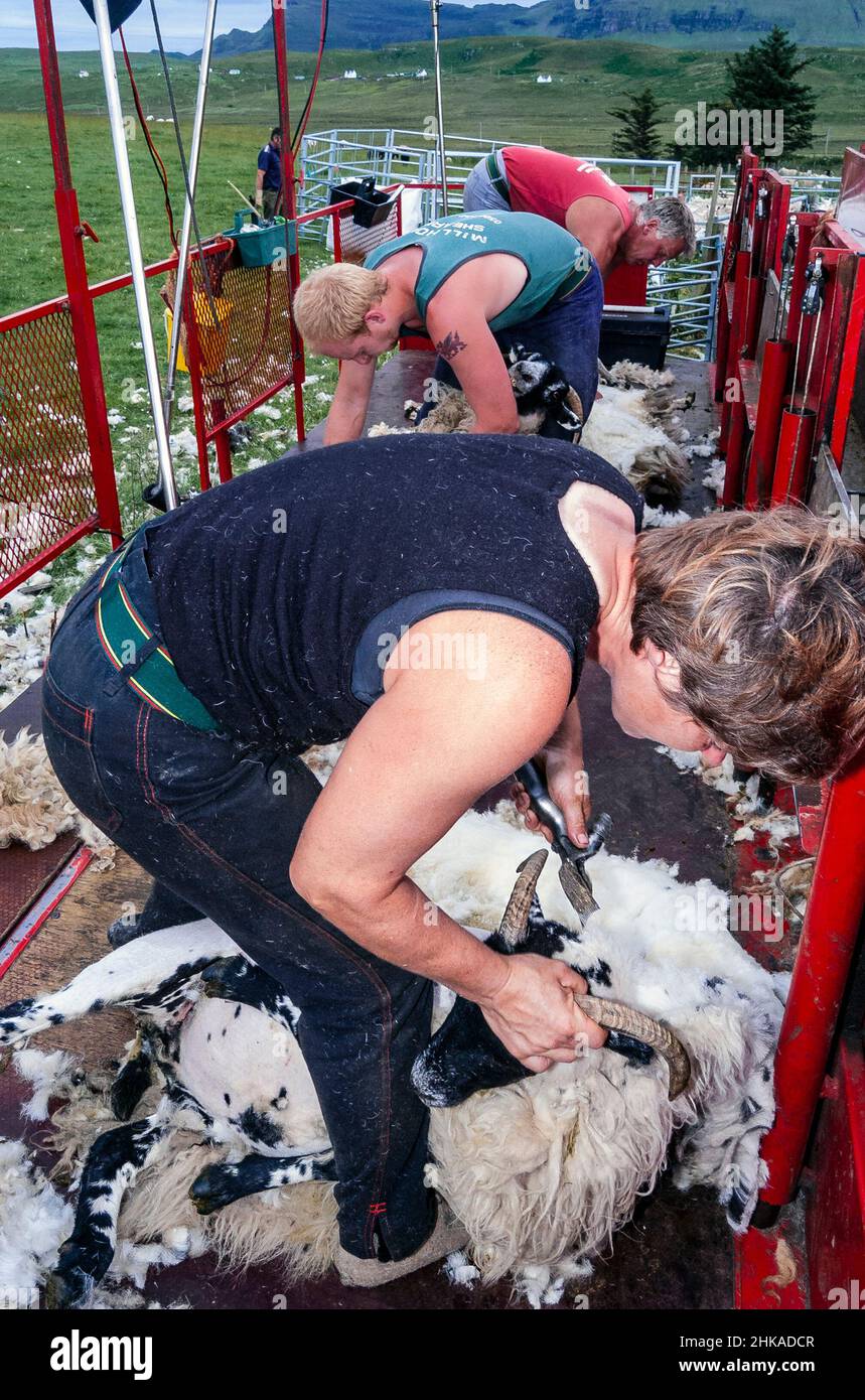 Shearing sheep during July on the Isle of Skye in the Highlands of Scotland, Inner Hebridies, Scotland, UK Stock Photo