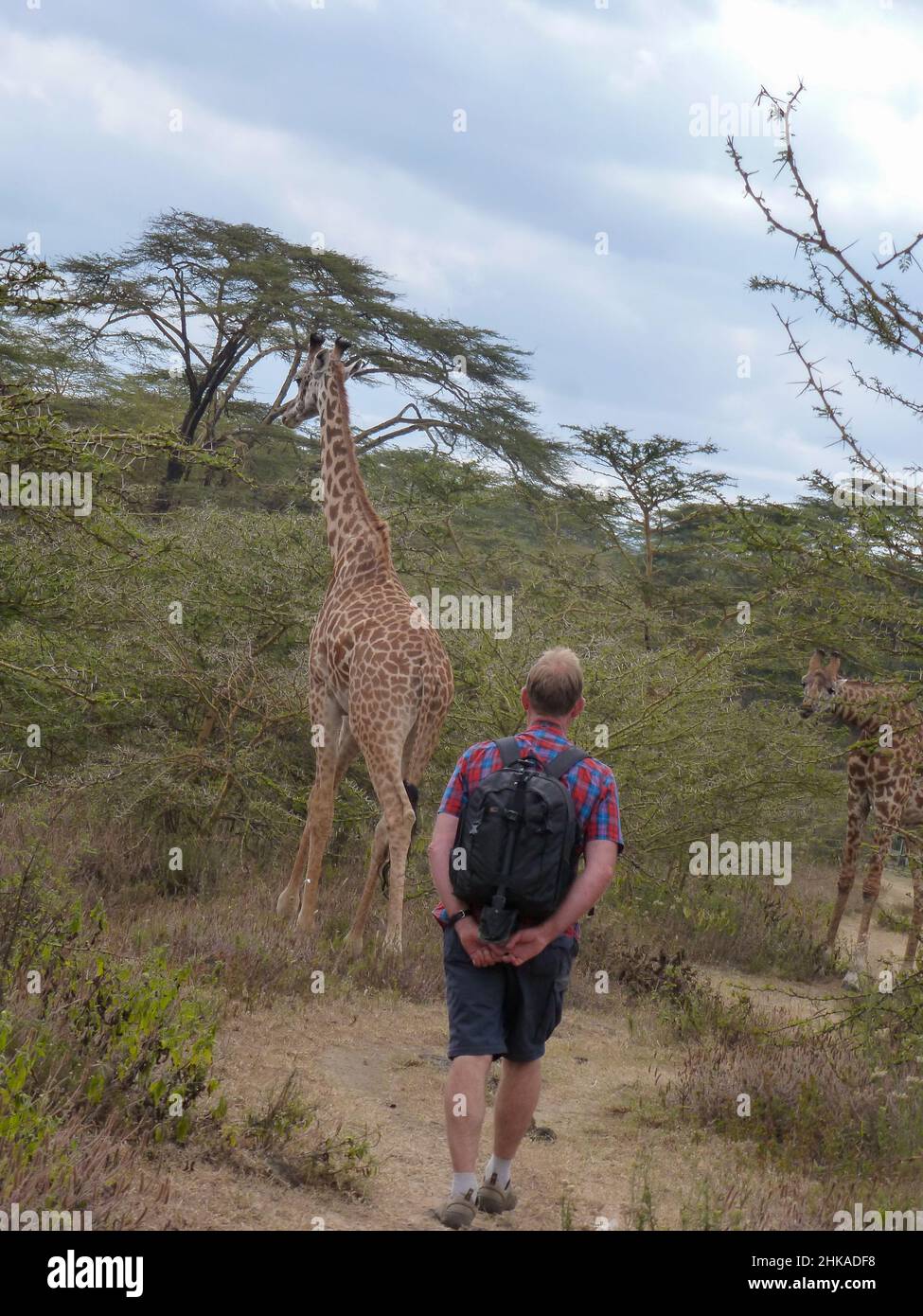 tourist and giraffe in park in Kenya Stock Photo