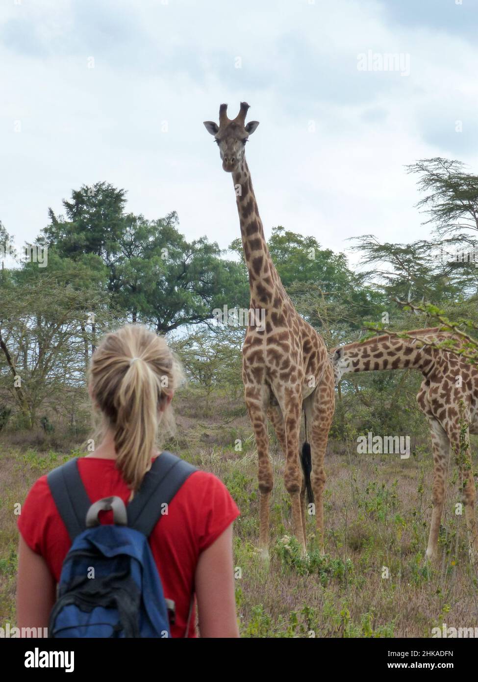 tourist and giraffe in park in Kenya Stock Photo