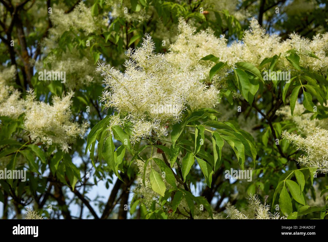 Fraxinus ornus tree in bloom Stock Photo