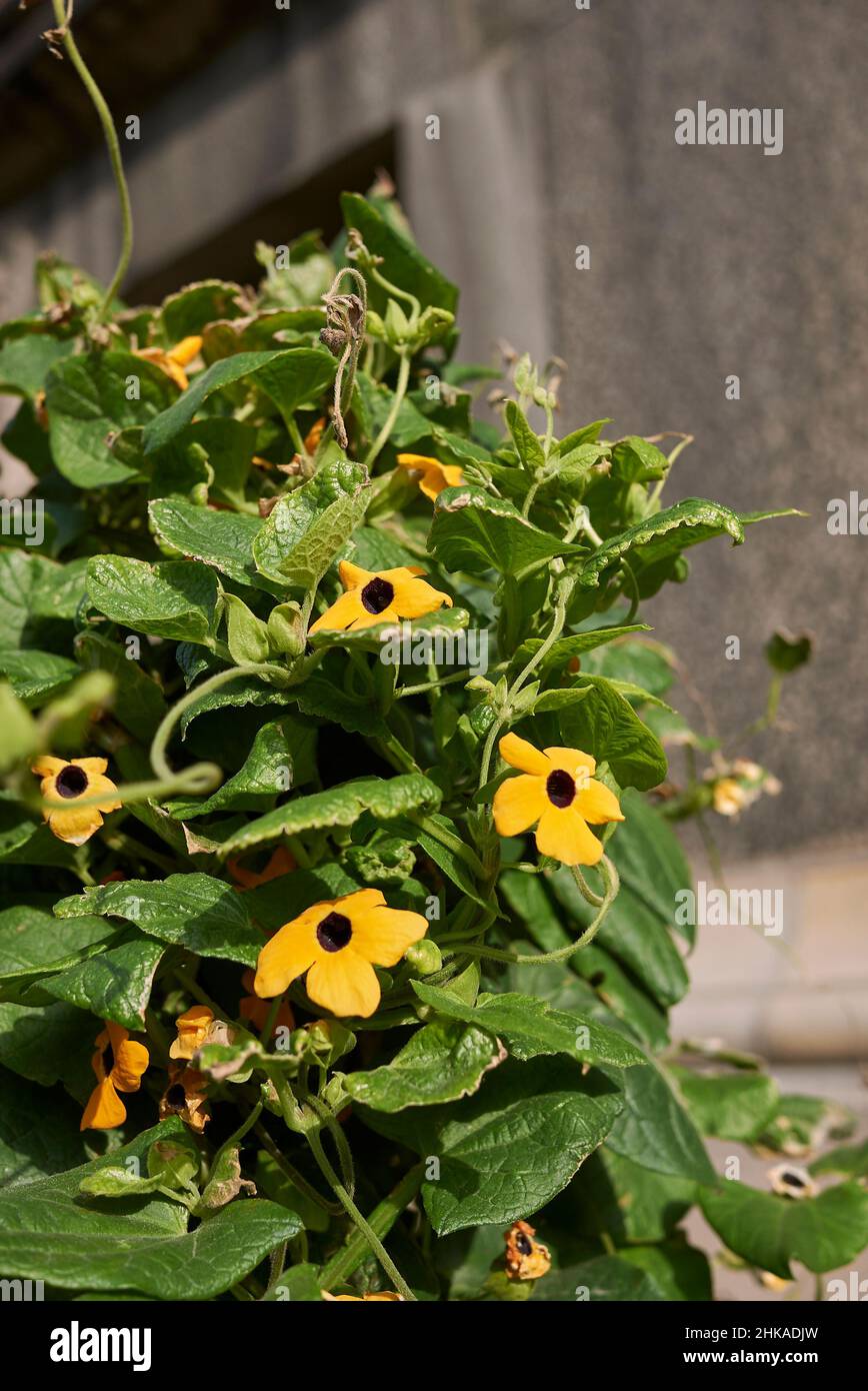 Thunbergia alata orange flowers Stock Photo