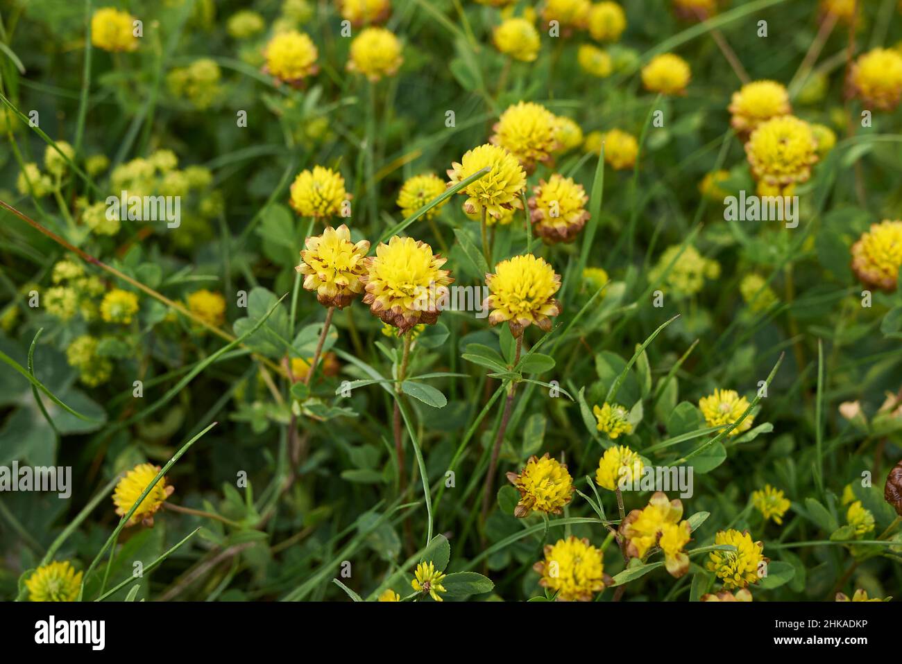 Trifolium badium yellow inflorescence Stock Photo