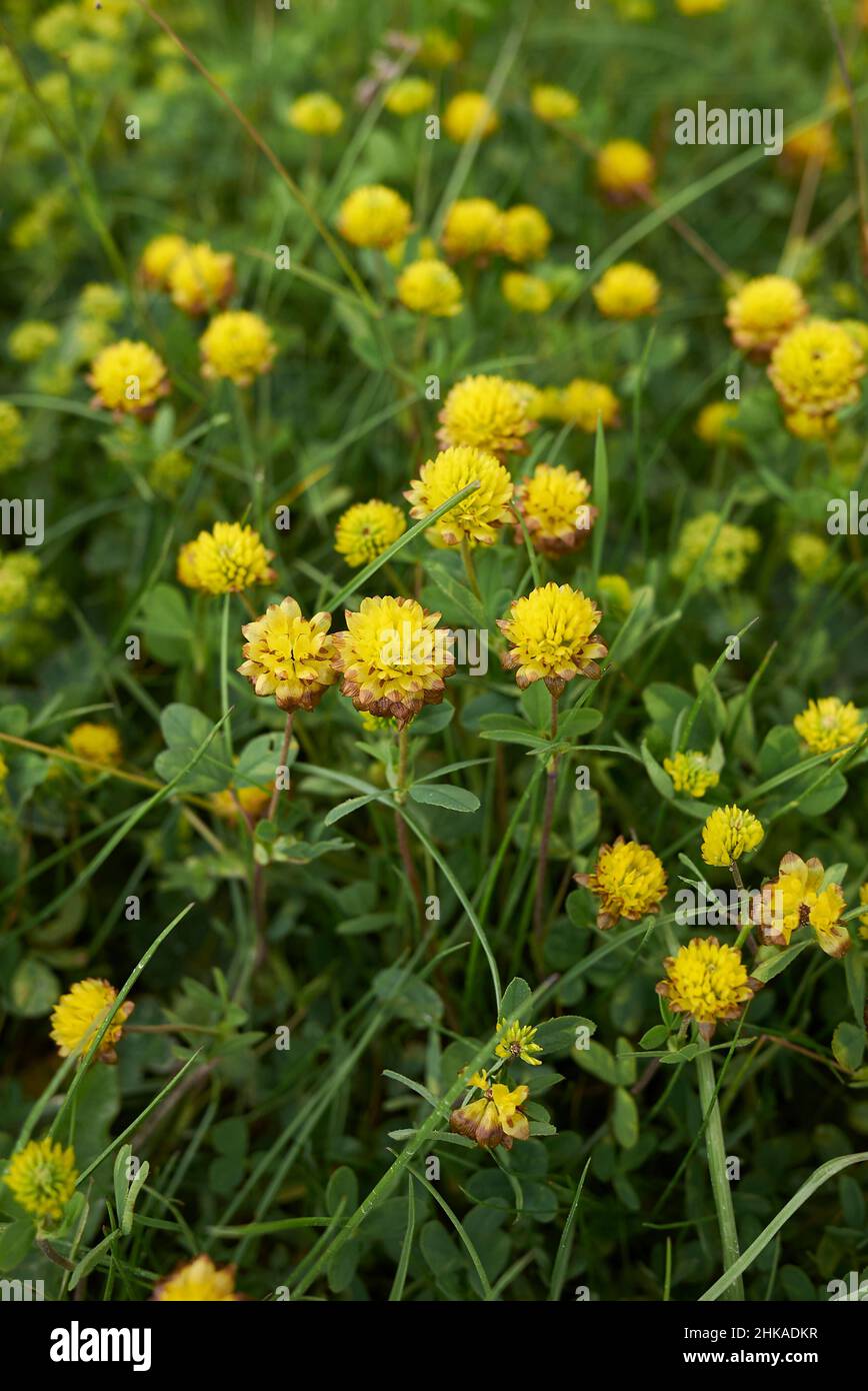 Trifolium badium yellow inflorescence Stock Photo