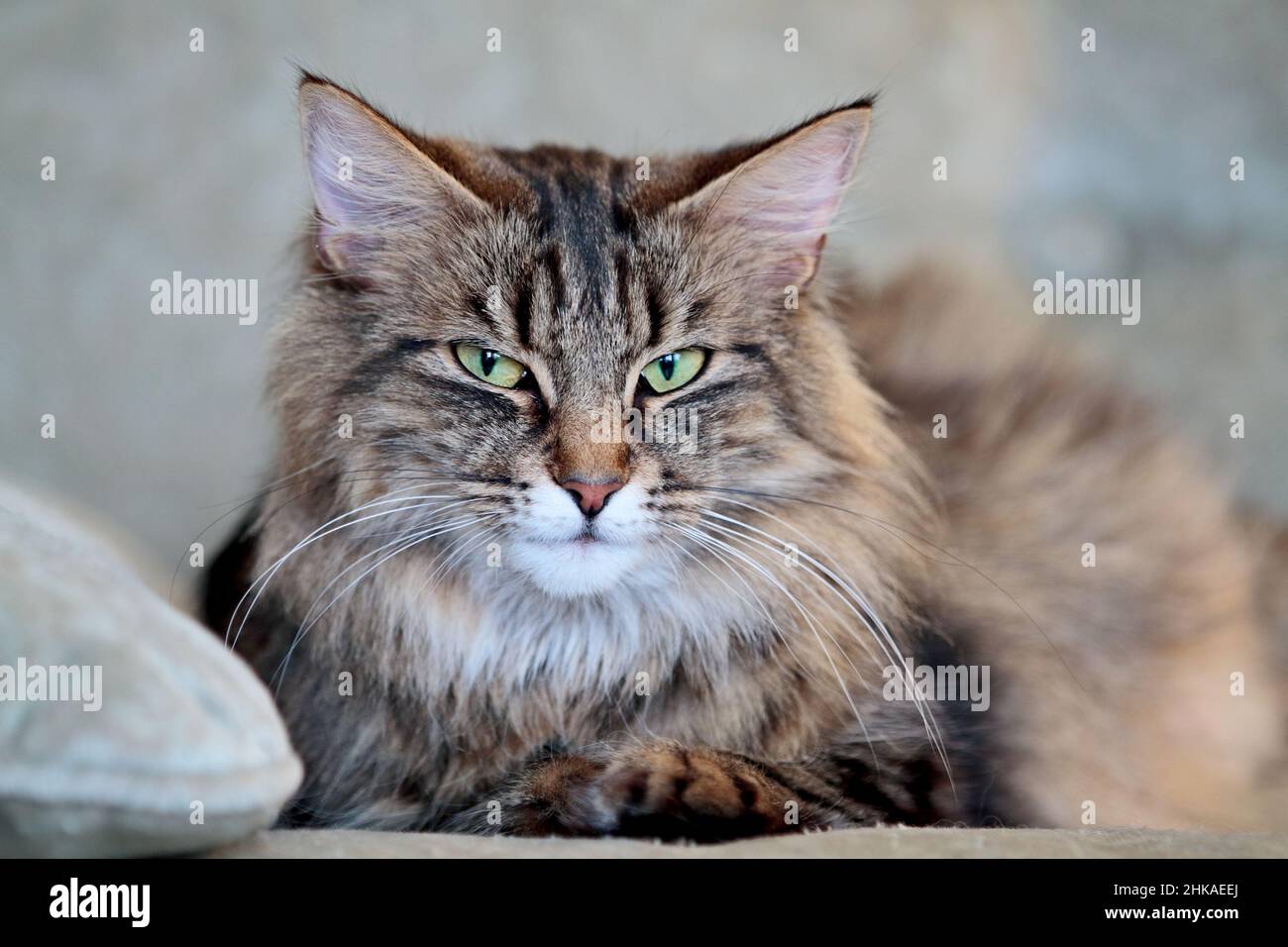 A beautiful norwegian forest cat female with green eyes Stock Photo Alamy