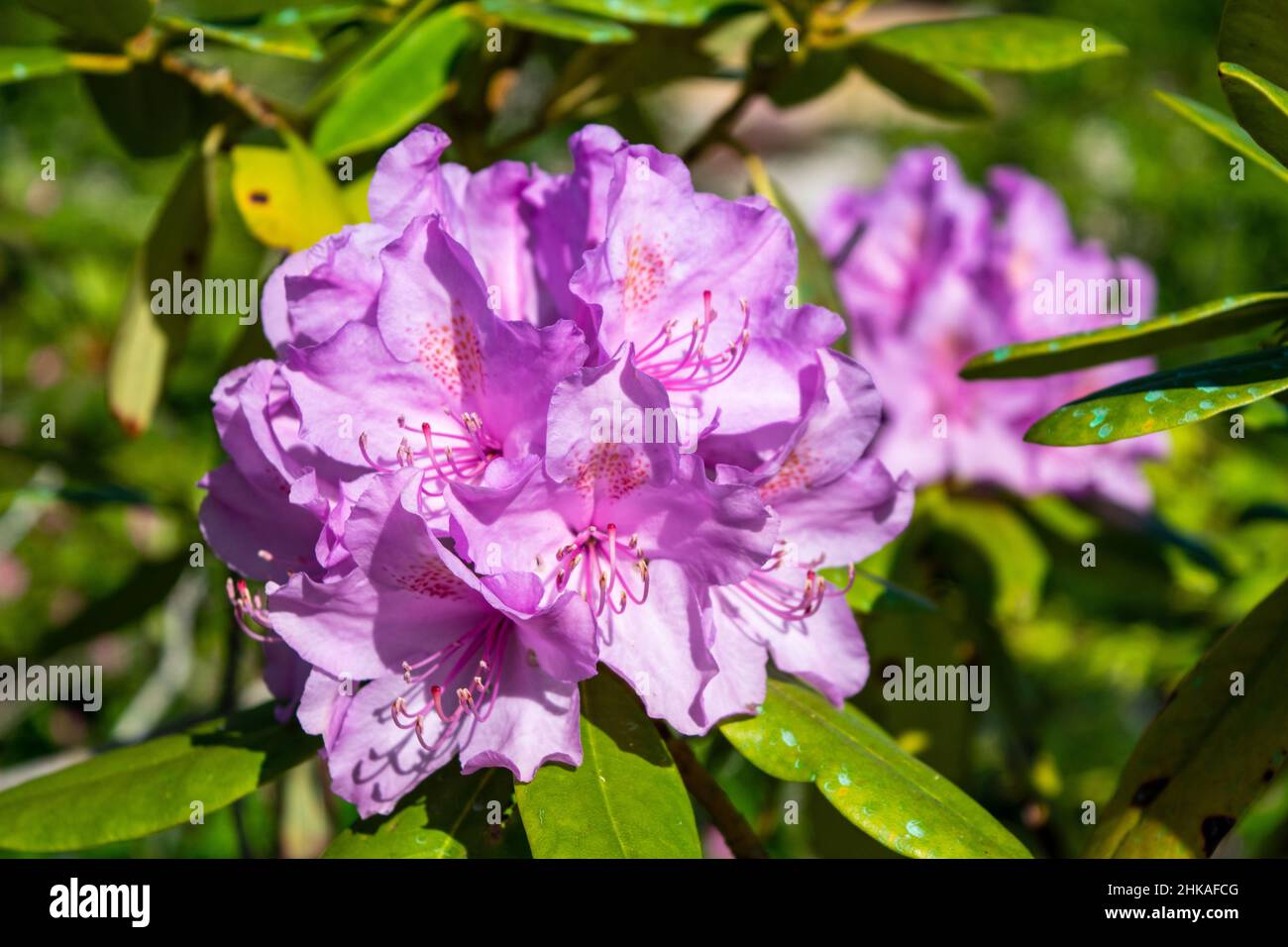 Pink Azalea Rhododendron flowers are blooming in spring Stock Photo - Alamy