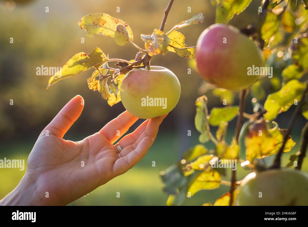 Female hands touching apple in orchard. Harvesting season. Homegrown
