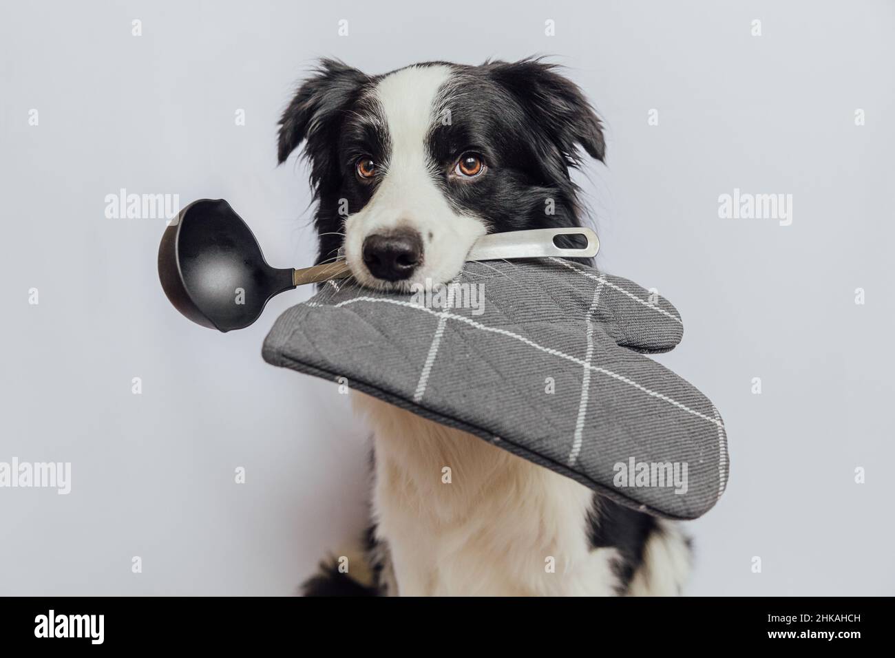 Border collie homemade food sale