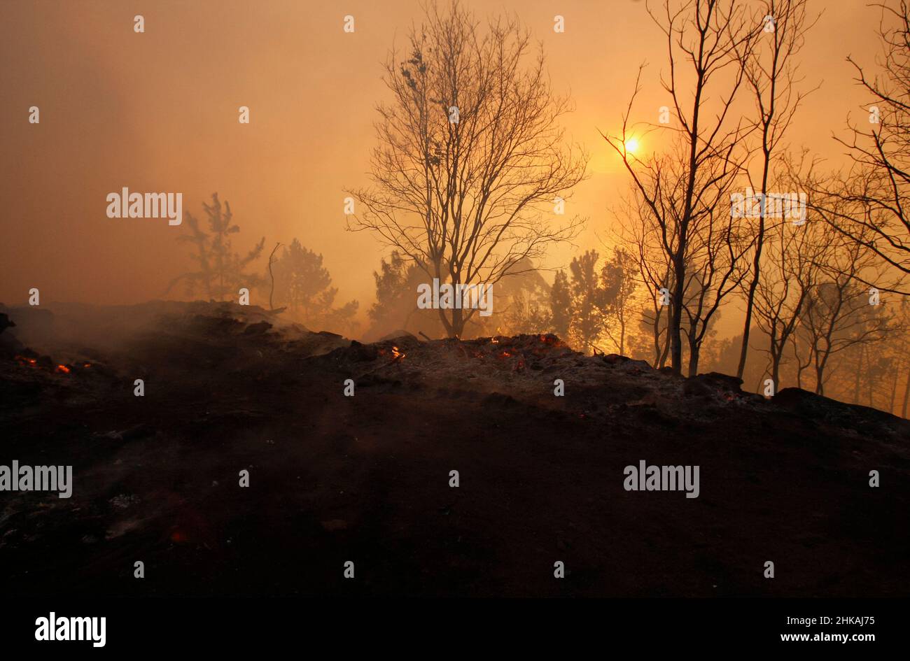 Burnt trees and flames from a forest fire Stock Photo - Alamy
