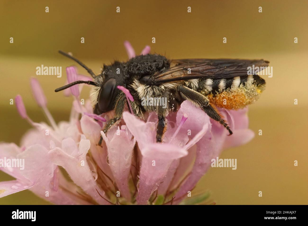 Closeup on a wed female mediterranean leafcutter, Megachile octosignata, on a pink scabious flower after a rain shower in Southern France Stock Photo