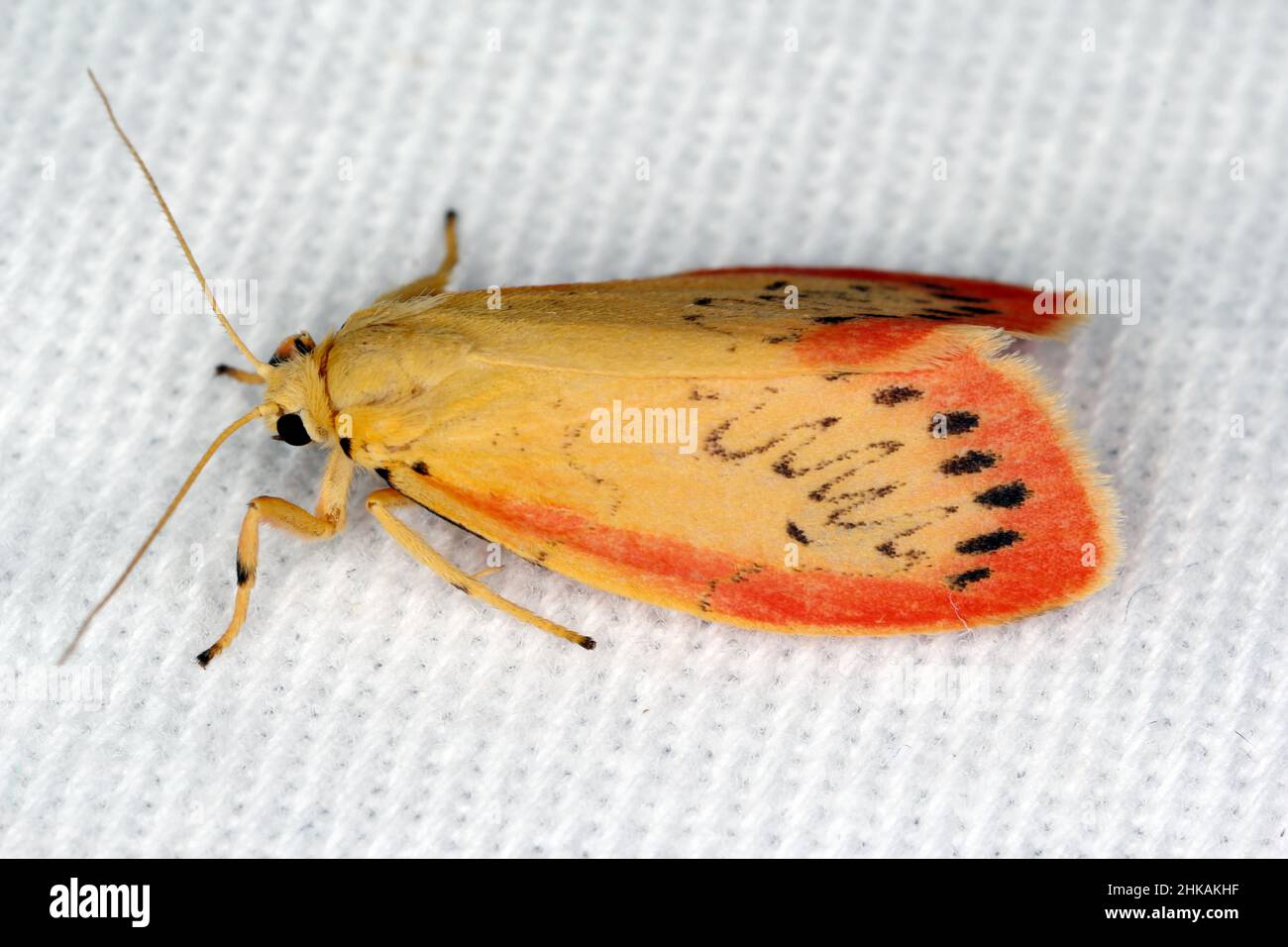 Miltochrista miniata, the rosy footman, is a moth of the family Erebidae. Stock Photo