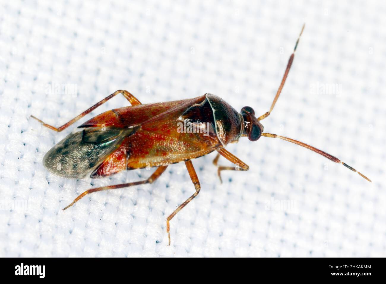 Capsid bugs Miridae. Common names include plant bugs, leaf bugs and