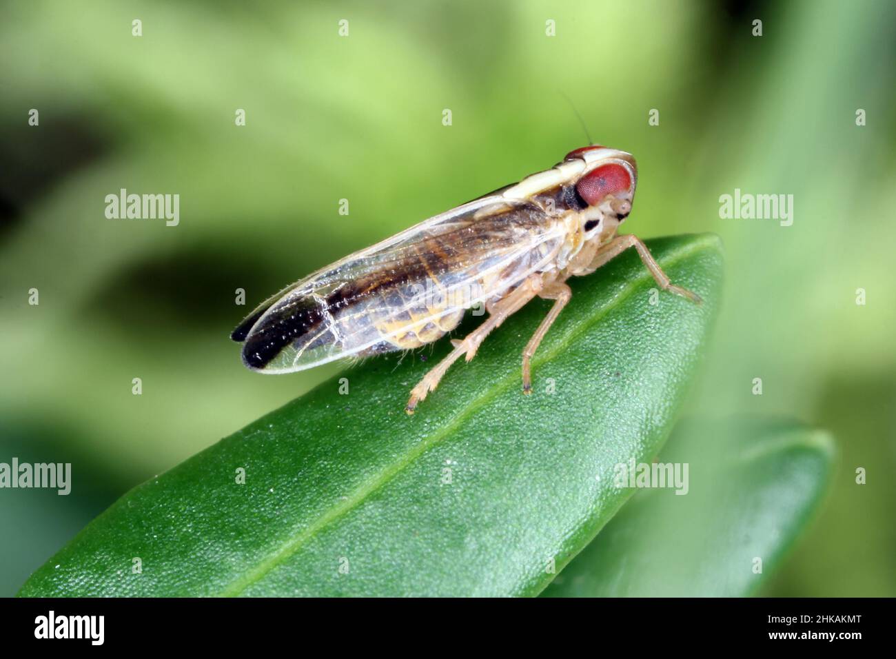 Delphacid planthoppers of  genus Kelisia in the family Delphacidae. Insect on a leaf. Stock Photo