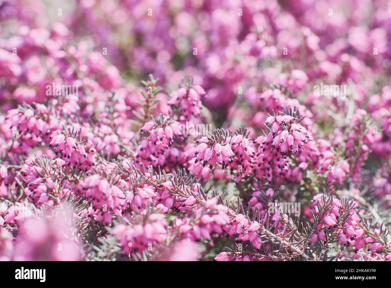 Erica Calluna vulgaris pink. winter heath, flowering spring heath, alpine. Close-up of heather in the sunlight bloom in the garden, Small pink lilac petal plants, soft background. Macro view Stock Photo