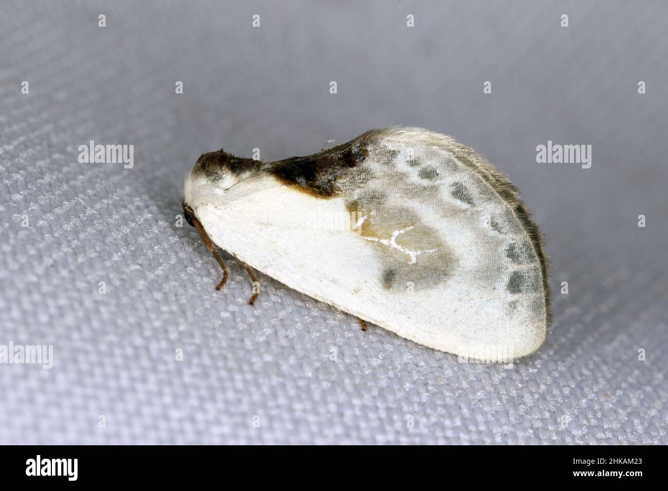Chinese character (Cilix glaucata, Cilix angelina). A moth lured into the light sitting on the curtain. Stock Photo