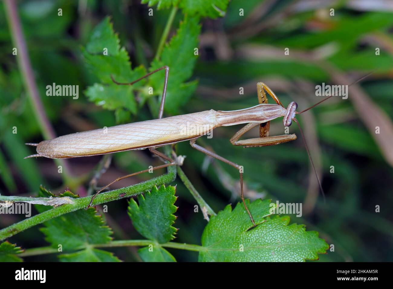 European mantis, Mantis religiosa, praying mantis. Male. Stock Photo