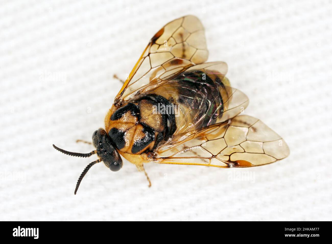 Adult of Scarce Pine Sawfly (Diprion similis). Stock Photo