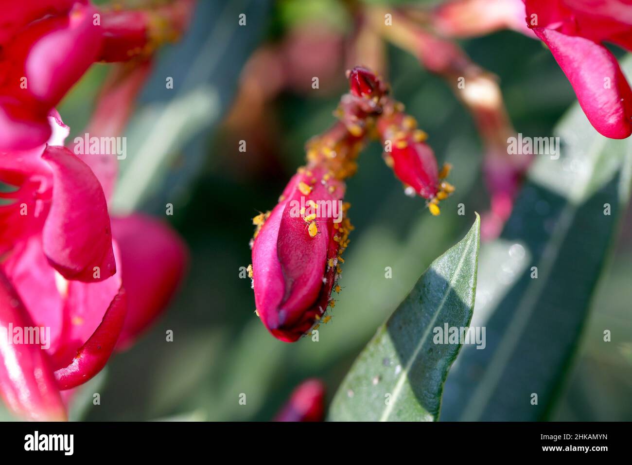 Oleander Insect Colony of Aphis nerii on an oleander. It is an insect of the family ...