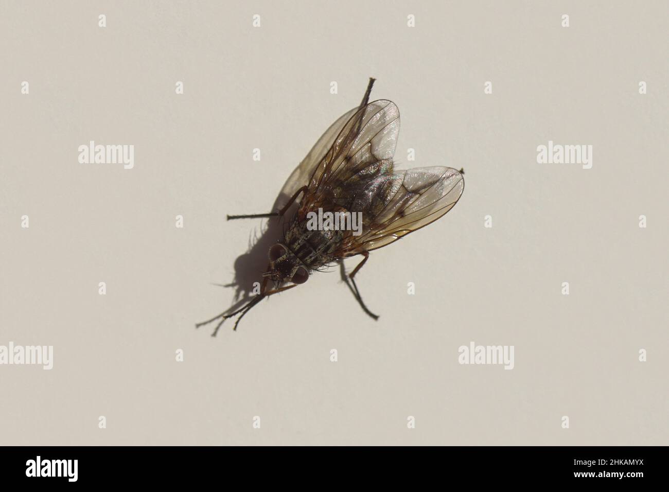 Close up fly, Phaonia tuguriorum, family House flies, Muscidae. On a white window frame. Netherlands, winter, February Stock Photo