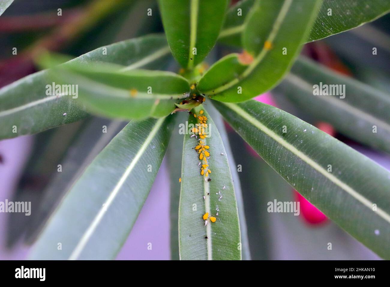Oleander Insect Colony of Aphis nerii on an oleander. It is an insect of the family ...