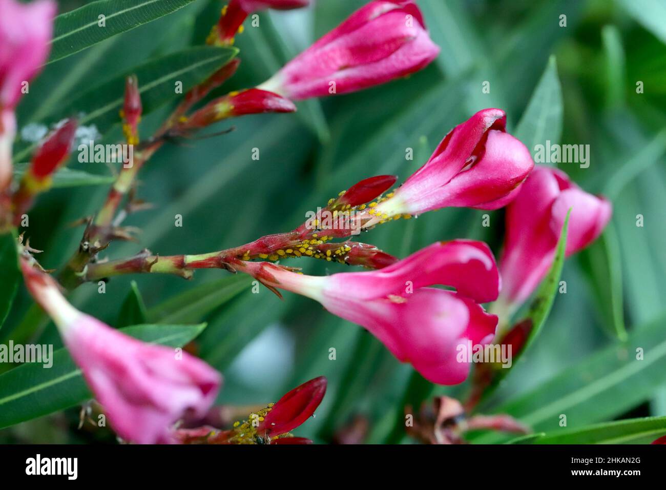 Oleander Insect Colony of Aphis nerii on an oleander. It is an insect of the family ...