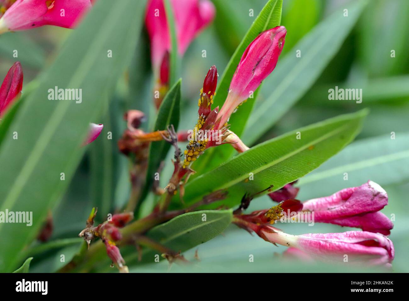 Oleander Insect Colony of Aphis nerii on an oleander. It is an insect of the family ...