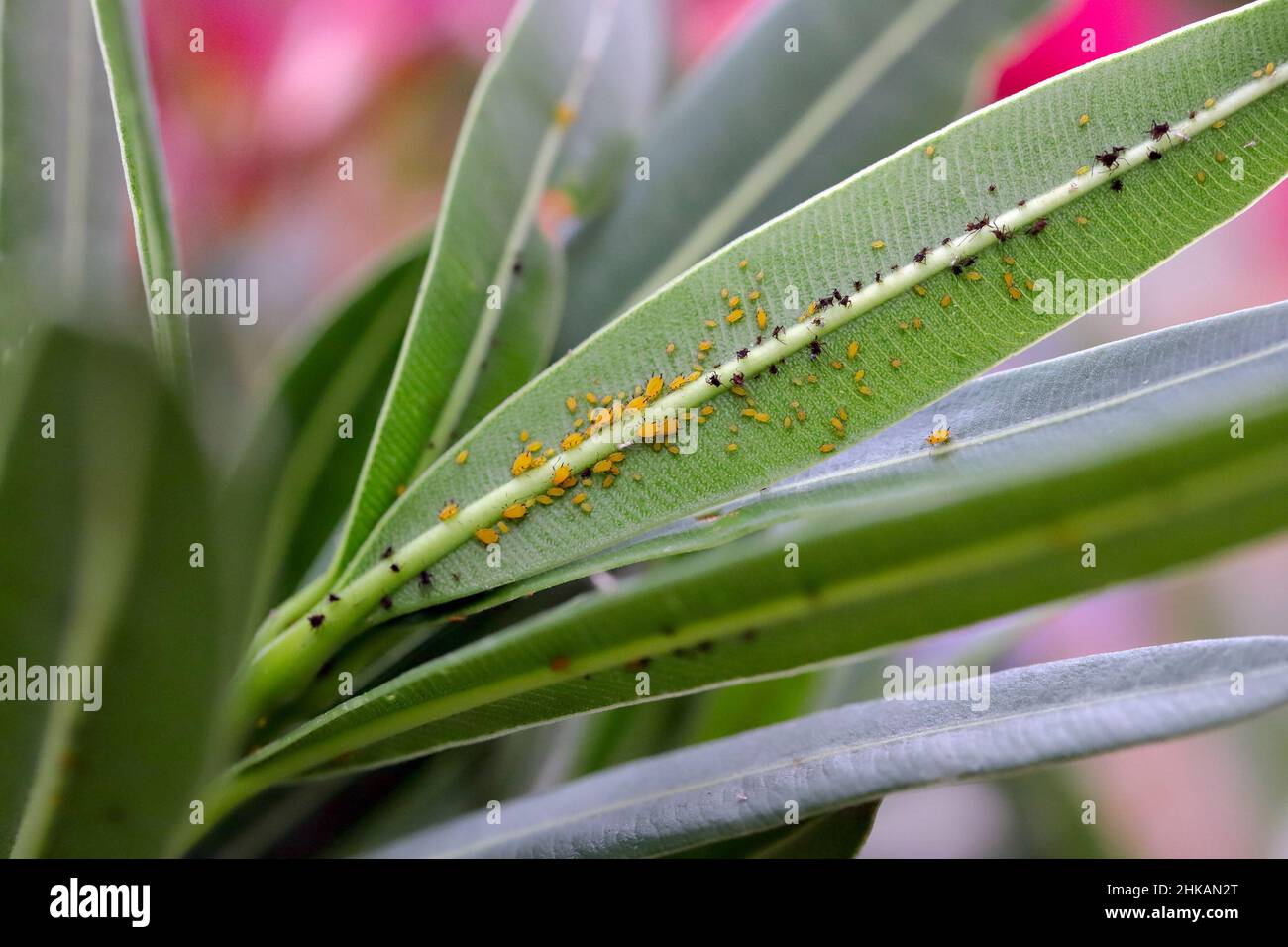 Oleander Insect Colony of Aphis nerii on an oleander. It is an insect of the family ...