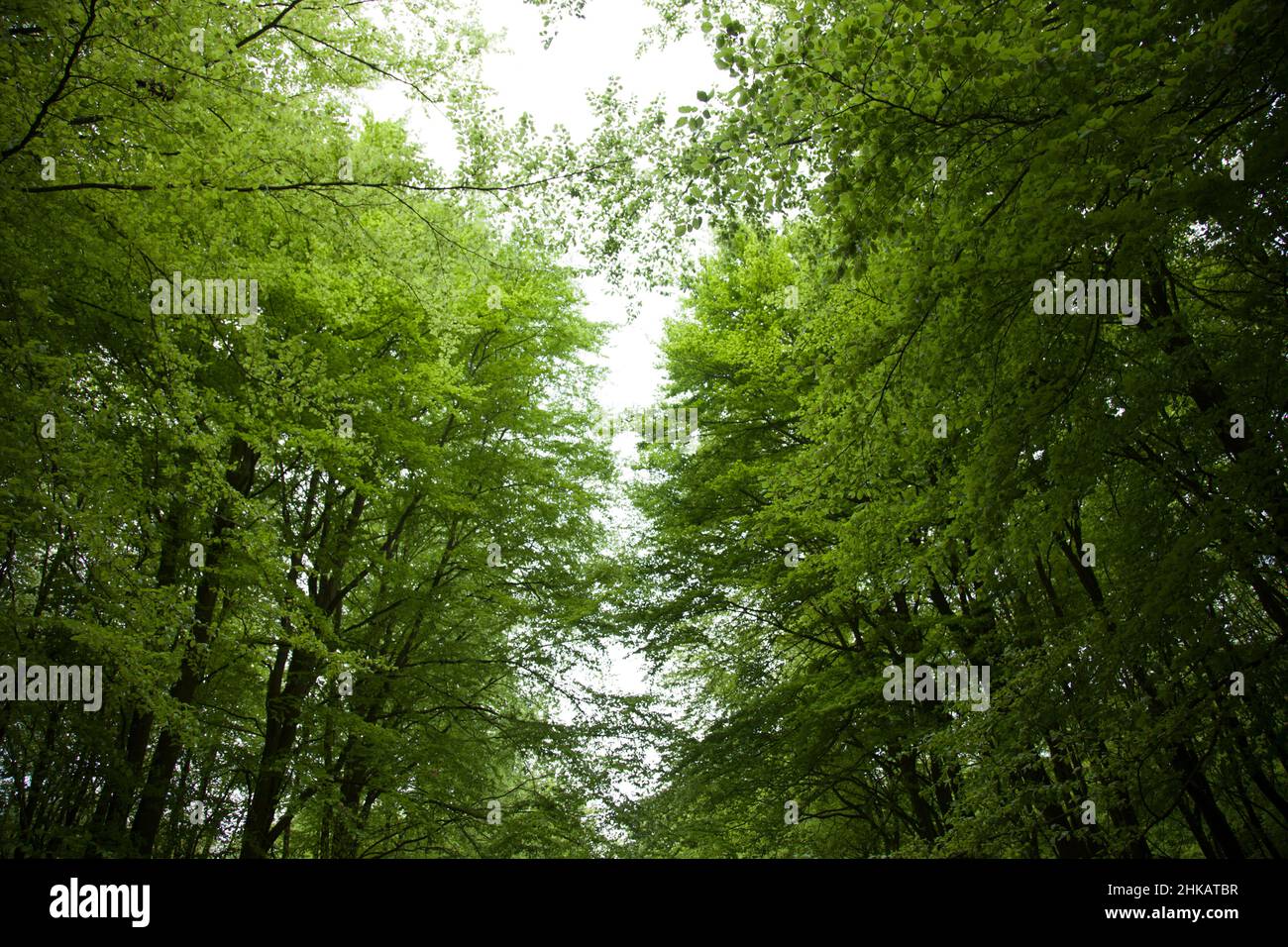 A feeling of vertigo, looking up at tall trees in full, dense Spring foliage Stock Photo