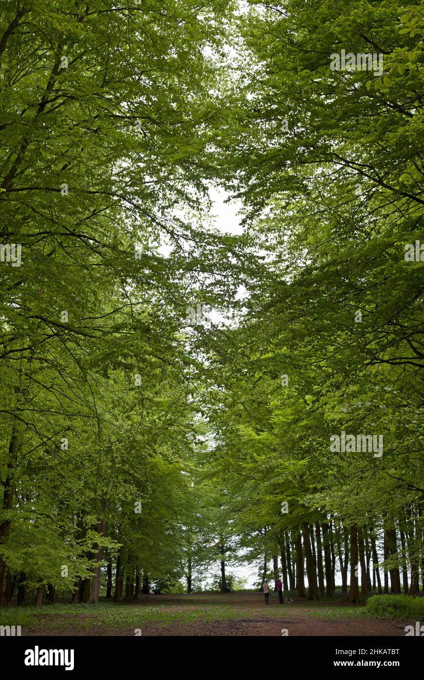 Owners walking a dog, under the shade of a massive, dense canopy of  trees in Spring Stock Photo