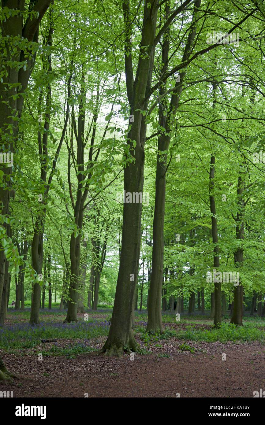 A quiet patch of tall spring beech trees in full leaf in an English forest, with bluebells covering the ground Stock Photo