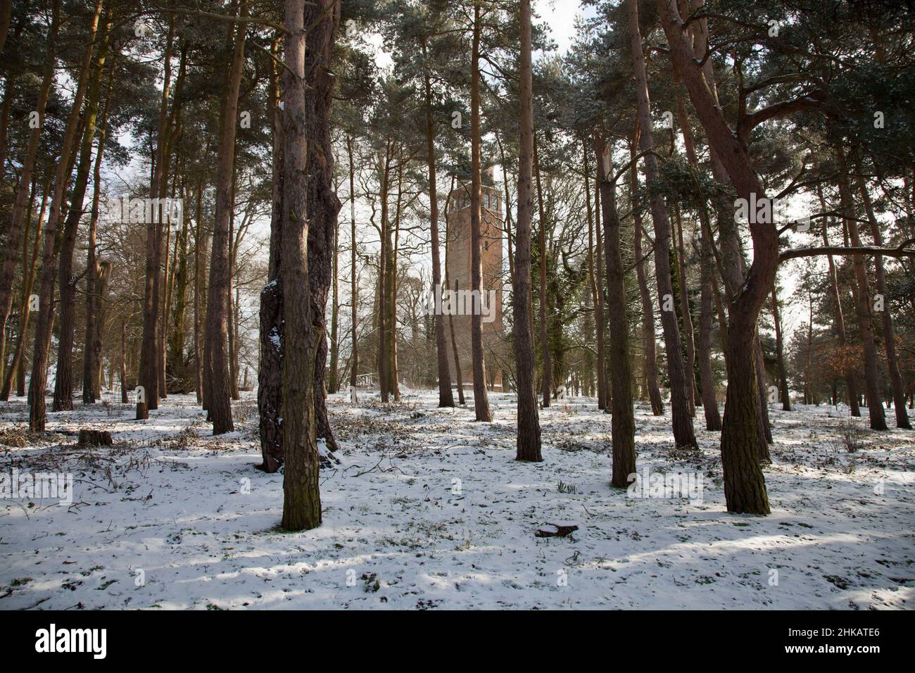 A winter's image of Faringdon Folly, hidden behind pine trees, with a layer of snow covering the ground Stock Photo