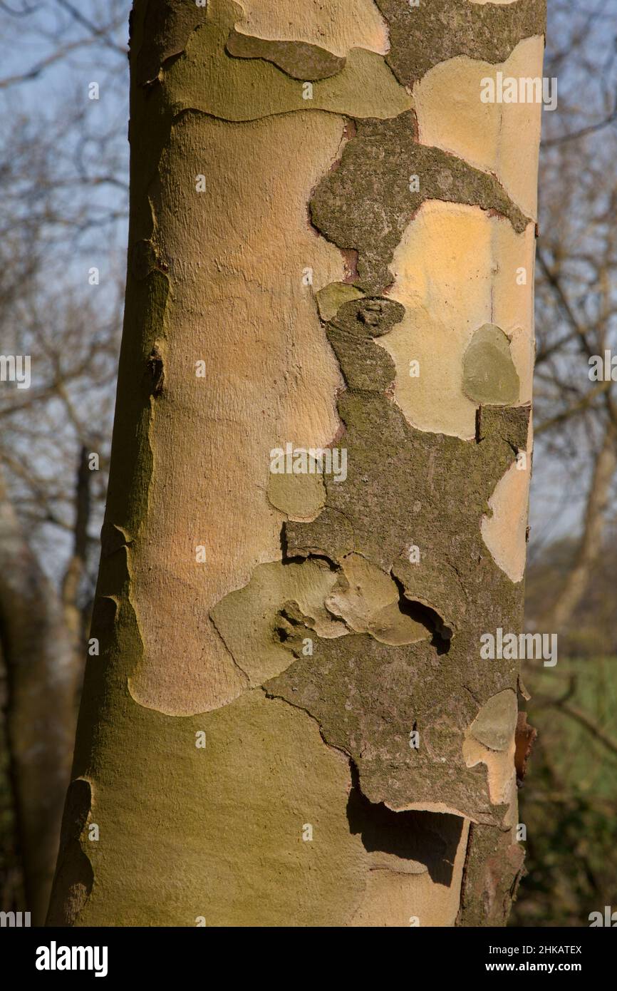 Sycamore tree bark peeling off, to reveal fresh bark underneath. The peeling process gives the tree a camouflaged look Stock Photo