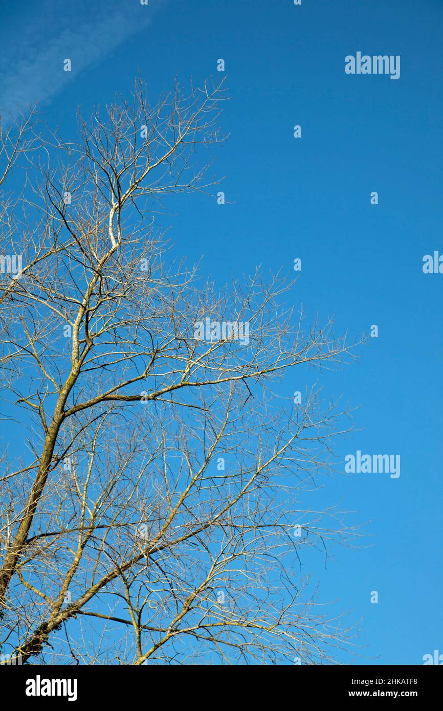 Wintery, barren tree branches against a blue sky Stock Photo