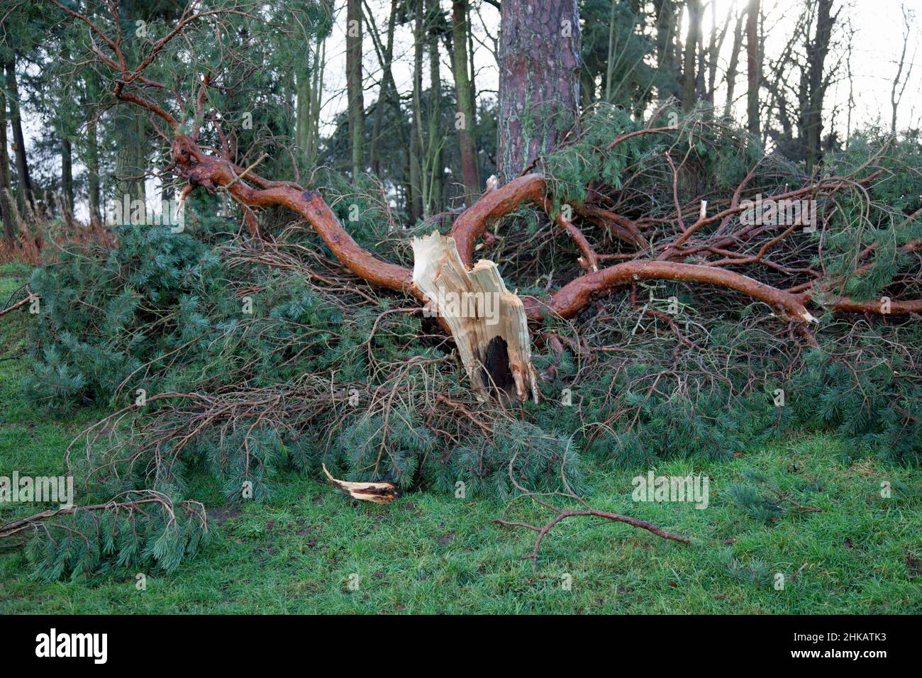 A newly brought down Pine branch, ripped from the tree by a storm Stock Photo