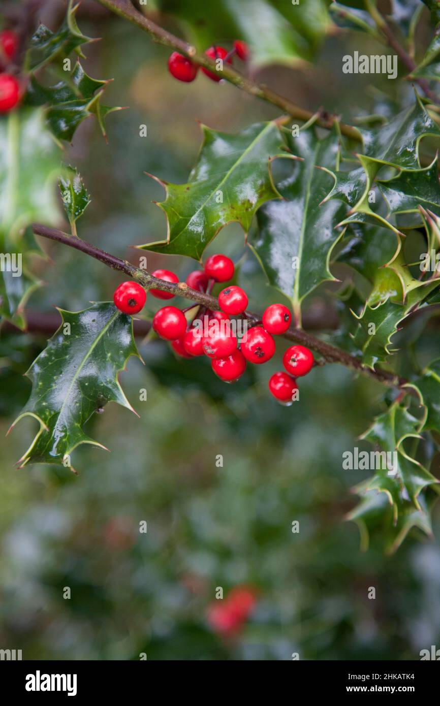Close up of a sprig of Common Holly, showing green, glossy, pointed leaves and bright red berries often used on Christmas cards, wreaths and garlands Stock Photo